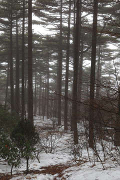 黄山松树