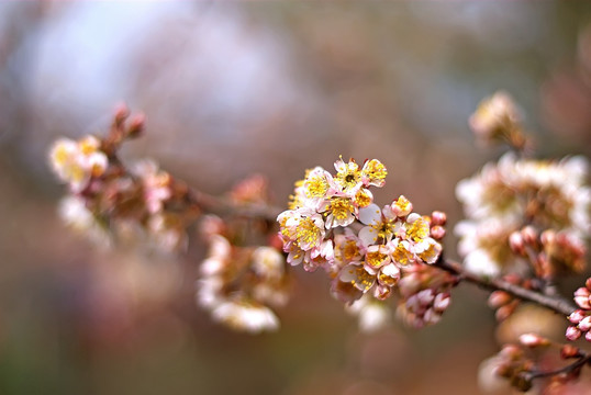 一枝樱花