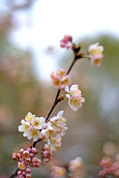 樱花的生机