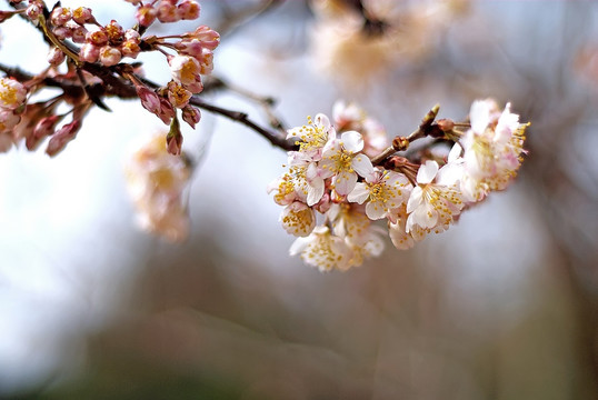 一枝樱花