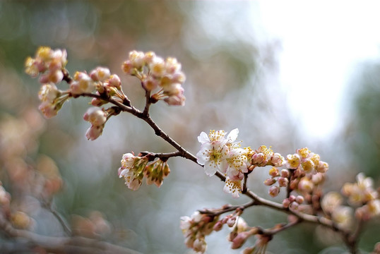 一枝樱花