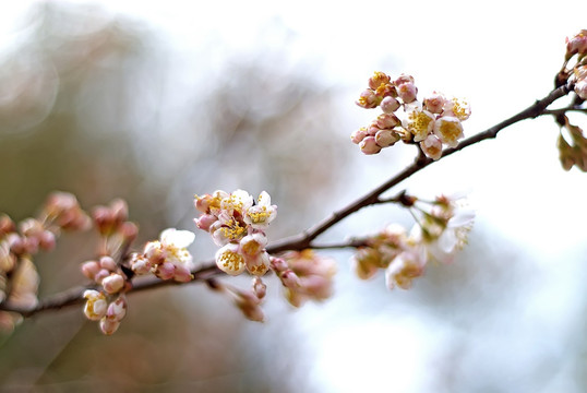 一枝樱花