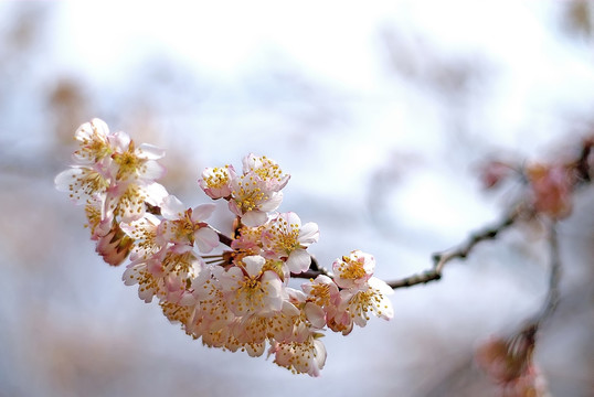 春天的樱花