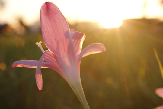 夕阳下的花朵