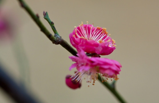 梅花