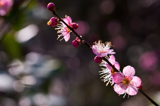 梅花