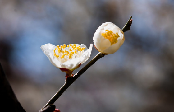 梅花