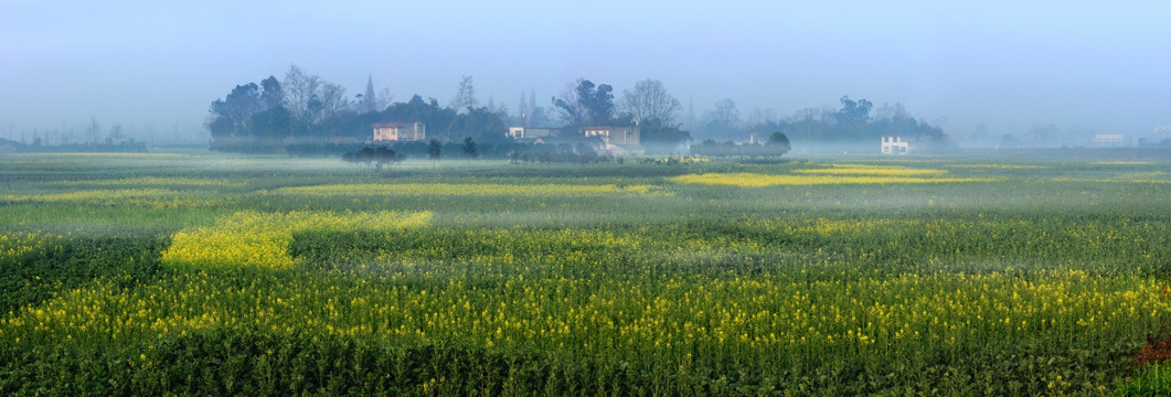 成都平原油菜花初开全景图