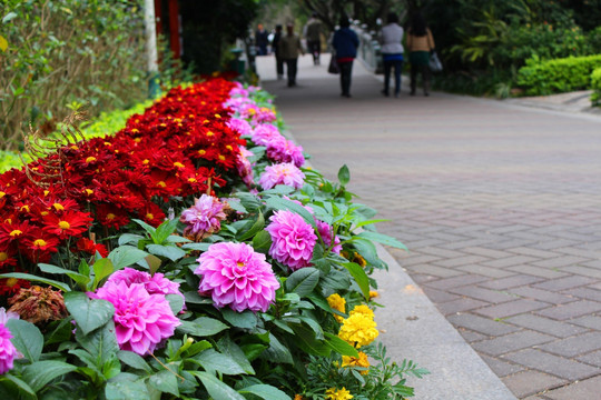 非洲菊