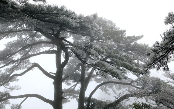 黄山松树