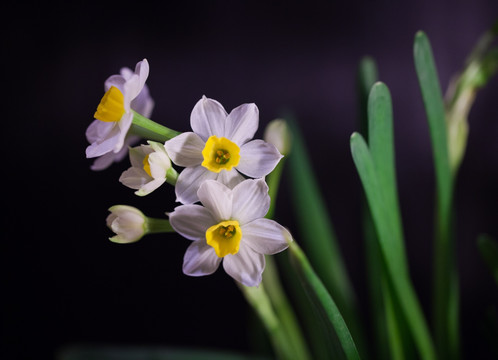 水仙花