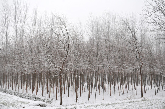 雪后 杨树林