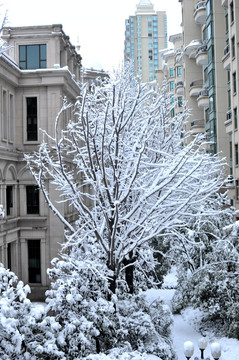 小区雪景