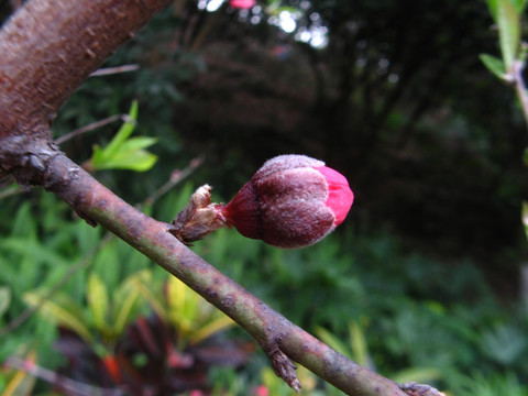 桃花 花苞 花蕾 花骨朵儿