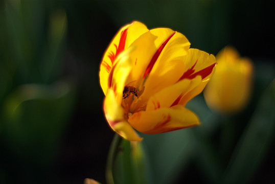 黄色郁金香与蜜蜂