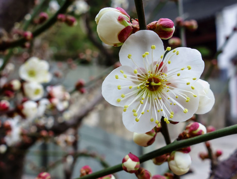 腊梅花