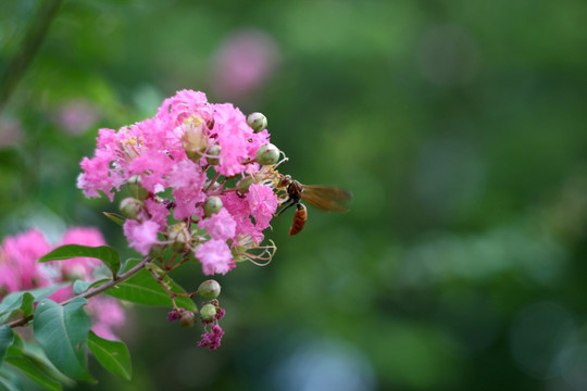 采蜜紫薇花