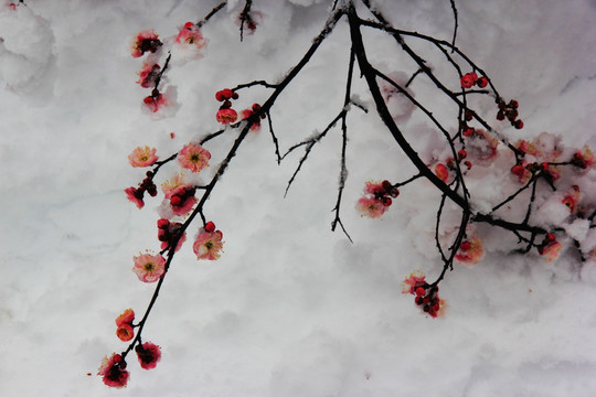 雪中梅花