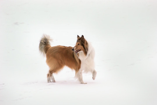 雪地狗