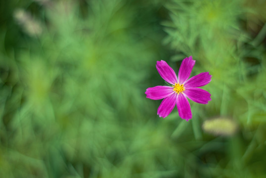 波斯菊