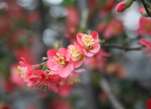 海棠花