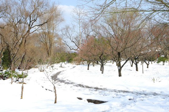 梅花山雪景