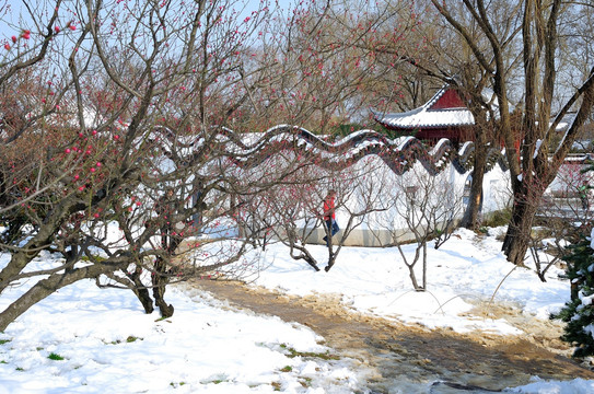 梅花山雪景