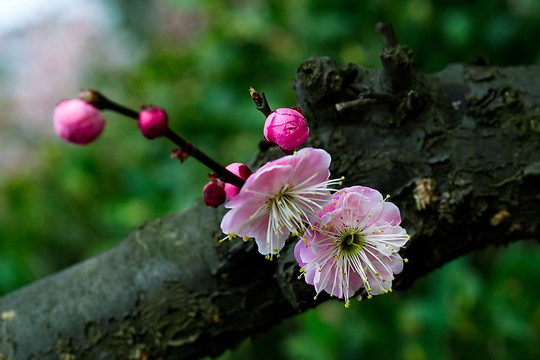 梅花