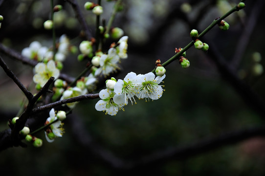 梅花