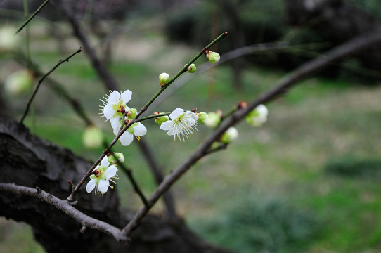 梅花