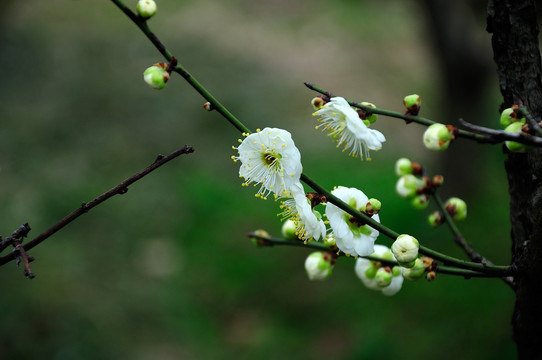 梅花