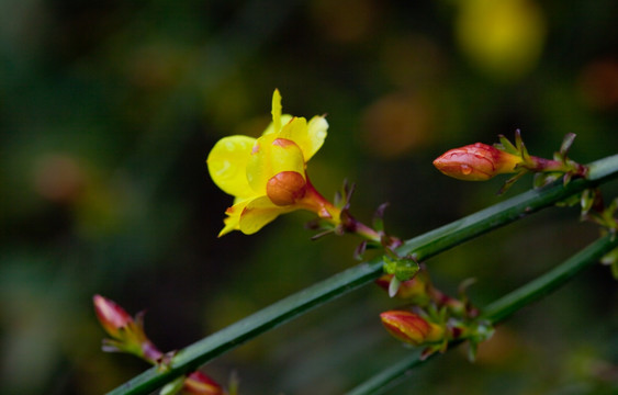 迎春花