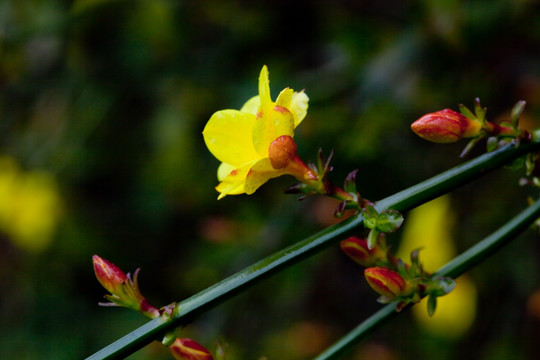 迎春花