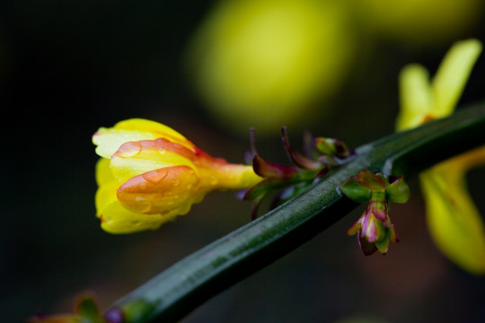 迎春花