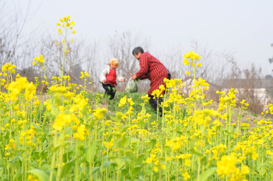 油菜花 菜园