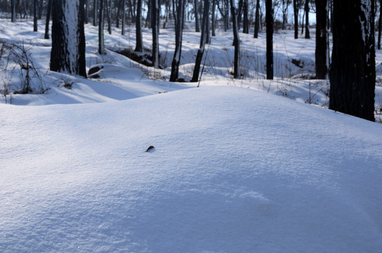 山林雪景