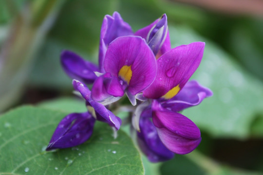 蚕豆花 花卉