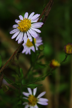 雏菊 野菊花 野菊