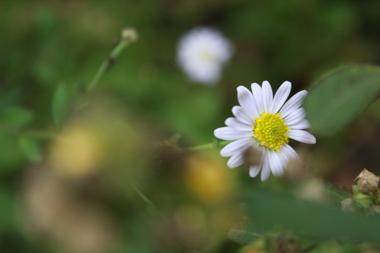 雏菊 小野菊 野菊花