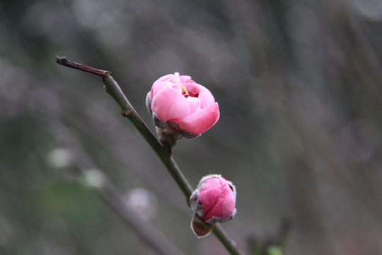 桃花