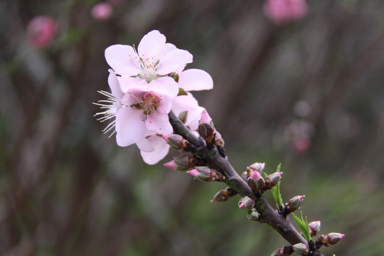 桃花