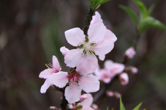 桃花