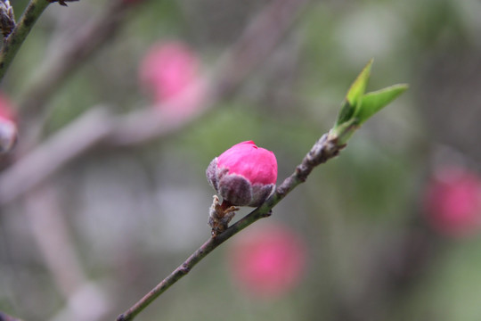 桃花