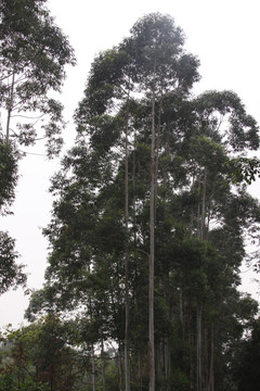 參天大樹(shù)