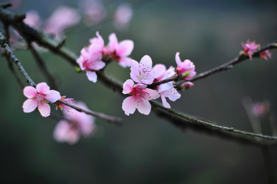 桃花