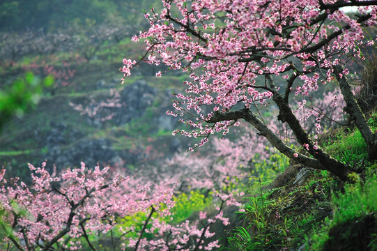 桃花