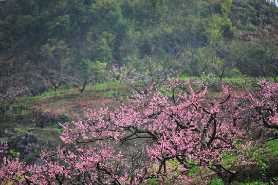 桃花園