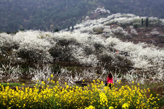 印盒李花