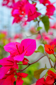 花卉 三角梅