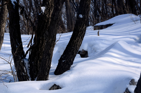 山林雪景